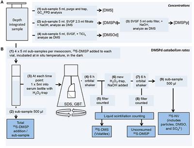 Processes That Contribute to Decreased Dimethyl Sulfide Production in Response to Ocean Acidification in Subtropical Waters